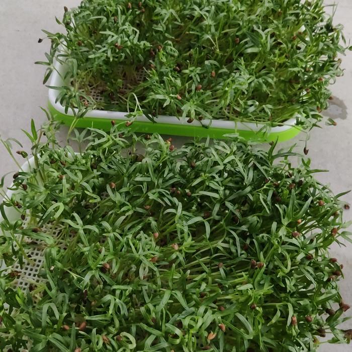"New" Benih Bibit Kangkung Organik 100GR