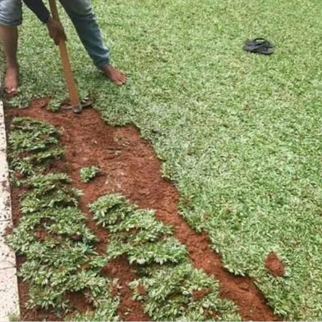Terlaris Bibit Rumput Gajah Mini Variegata - Rumput Gajah Putih -Gratisongkir