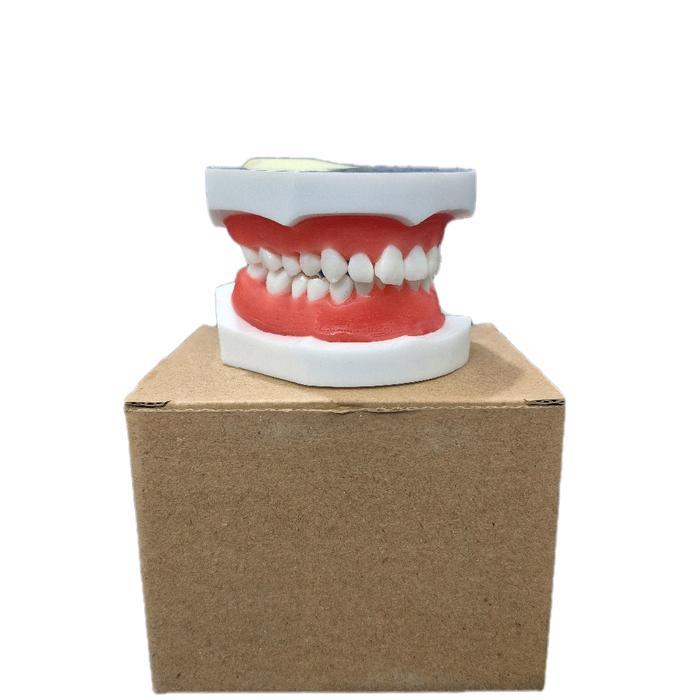 Dental Supply Group Model Gigi Pelatihan Ortho Wax Dental Study Model Typodont Orthodontic Gusi