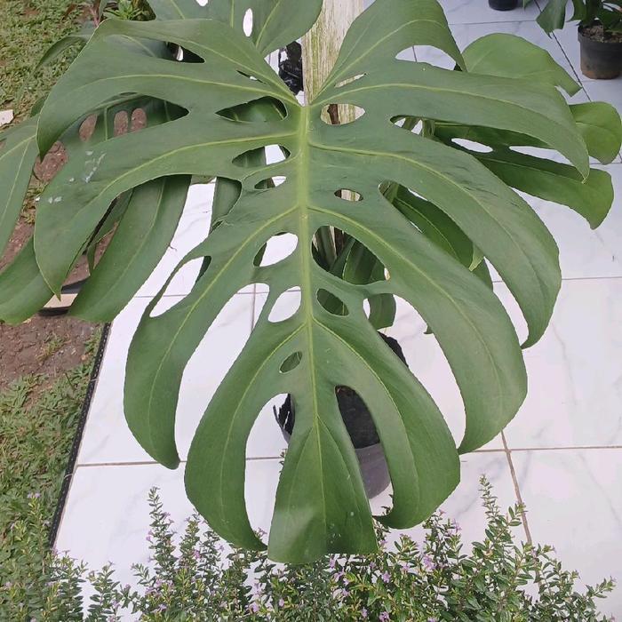 ASLI Taan Monstera ciosa Besar / Pohon Monstera Daun Besar READY STOCK