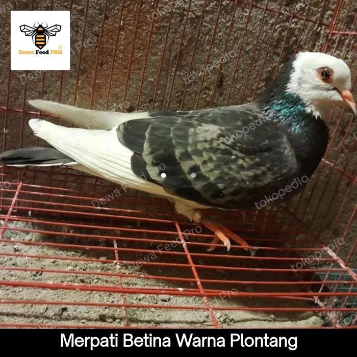 Merpati Betina Siap Jodoh #Gratisongkir