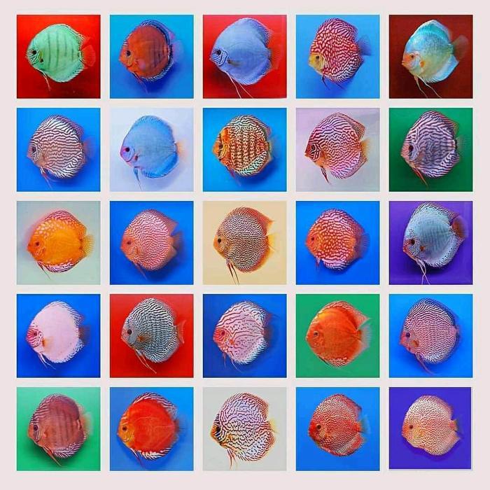 Ready Paket Hemat 10 Ekor Ikan Discus Jenis Mix Ukuran 1 Inch
