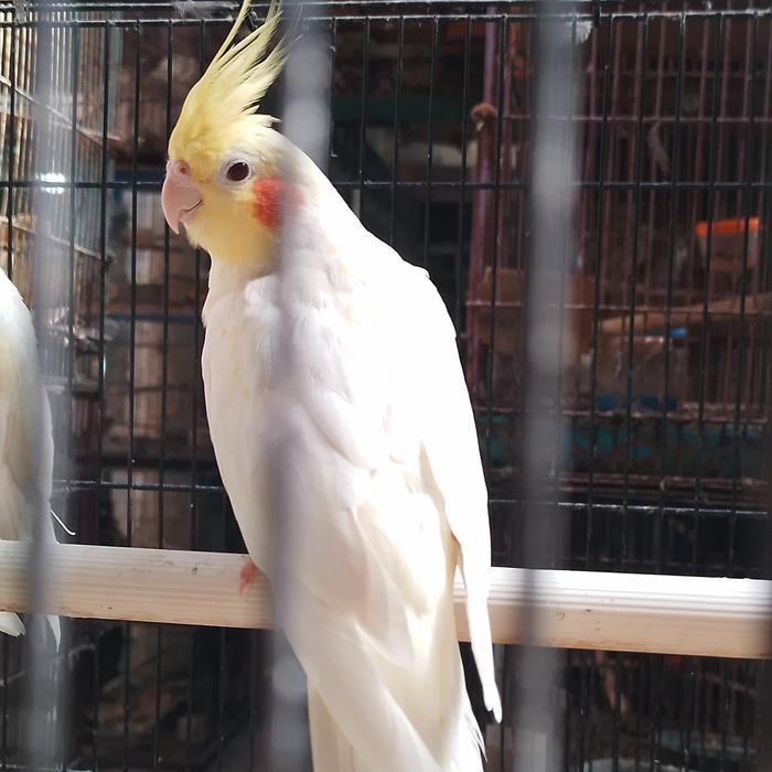 Terbaru Burung Falk Australi Lutino Mata Merah Dewasa Pilihan