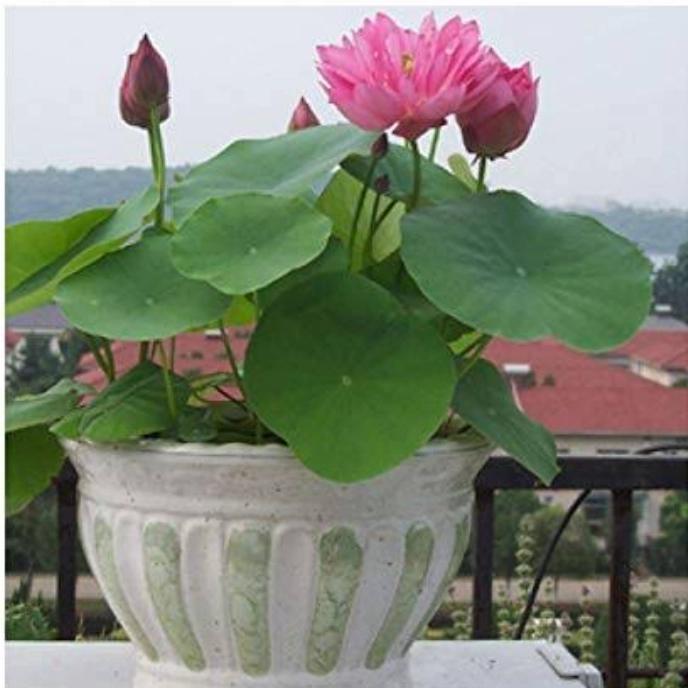 Tanaman Hias Lotus Air Tanaman Lotus Tanaman Air Hiasan Taman