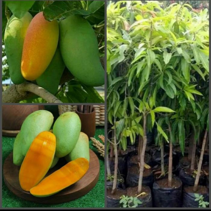 DISKON bibit pohon mangga golek READY STOCK
