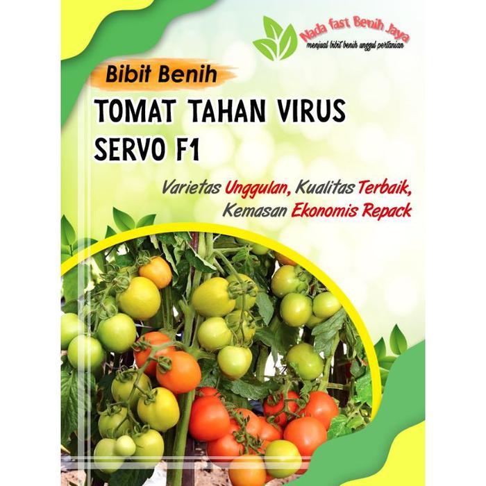 TERBAIK 3 Biji Benih Tomat servo - Bibit tomat servo