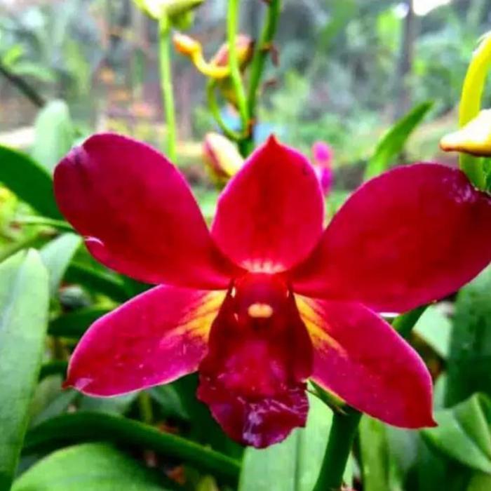 Anggrek Dendrobium Coyote Red #Promo