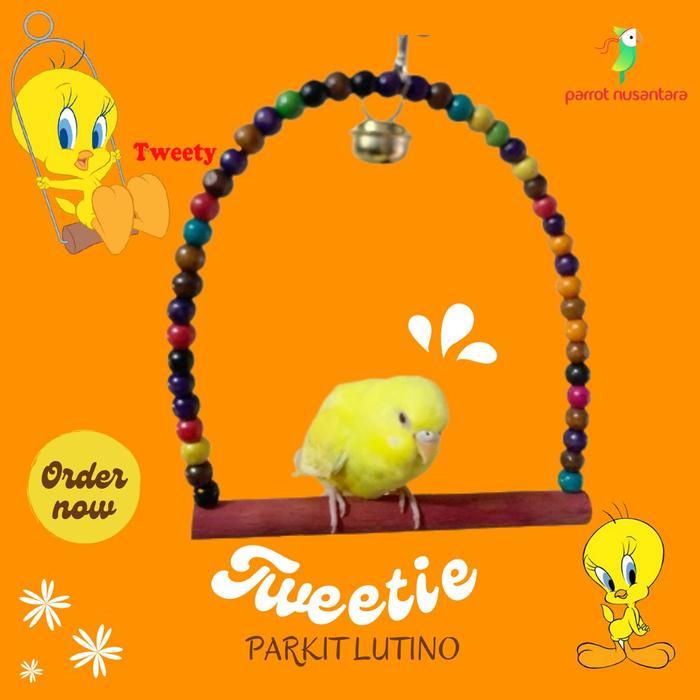 Burung Parkit Jinak Lutino Mm #Gratisongkir