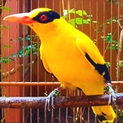 Burung Kepodang Emas B A L I / Kepodang Emas Besar Pilihan #Gratisongkir