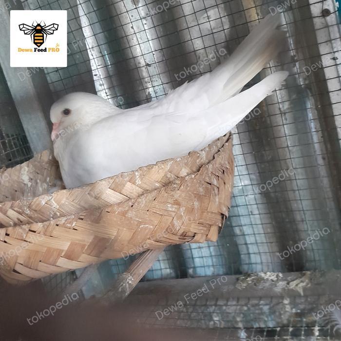 Burung Merpati Kipas Putih #Gratisongkir
