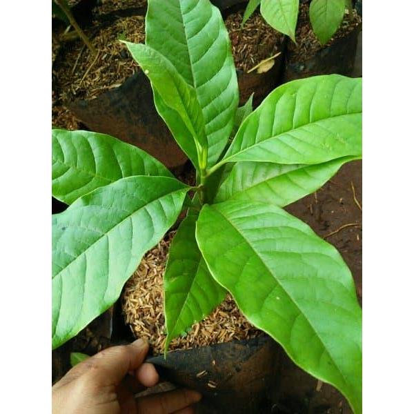 Tanaman Hias Bunga Kantil Bibit-Bunga Kantil Putih-tanaman herbal -