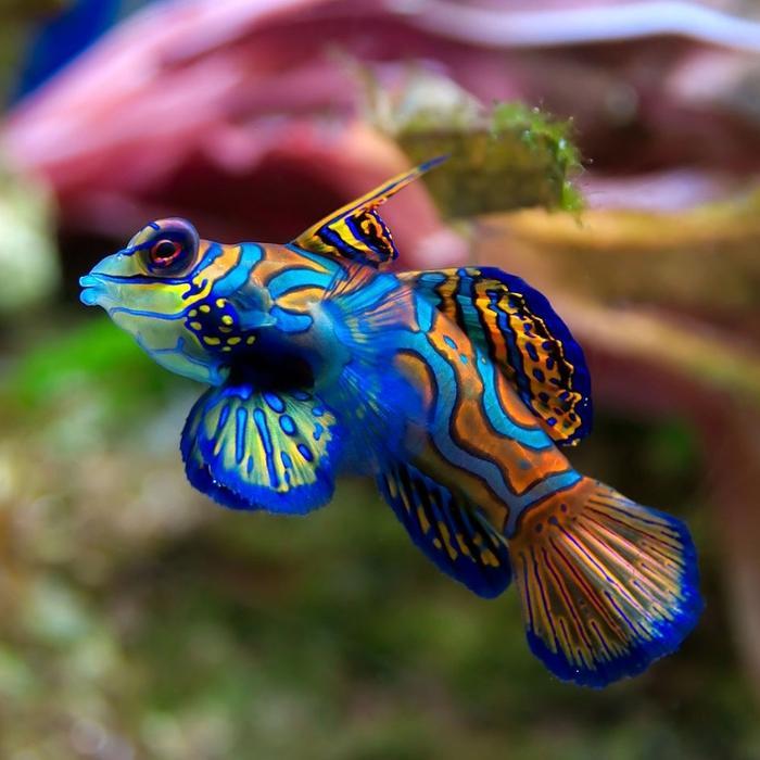 New Ikan Mandarin Asli Dragonet Fish Aquarium Laut