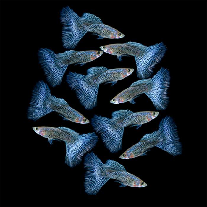 Guppy Blue Lace Premium / Ikan Hias Air Tawar