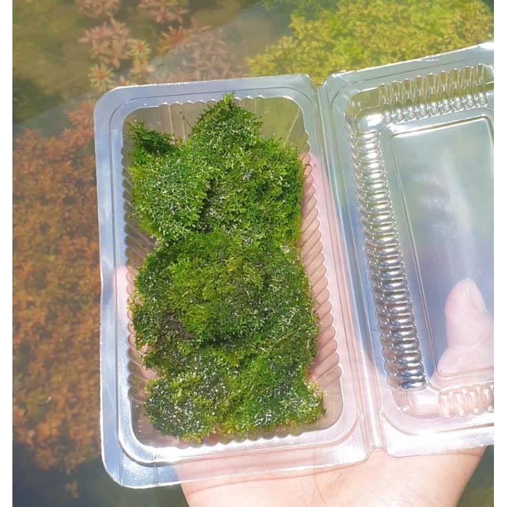 Ready Tanaman Moss Ricardia Bahan Aquascape / Bahanan Moss Ricardia Rikardia