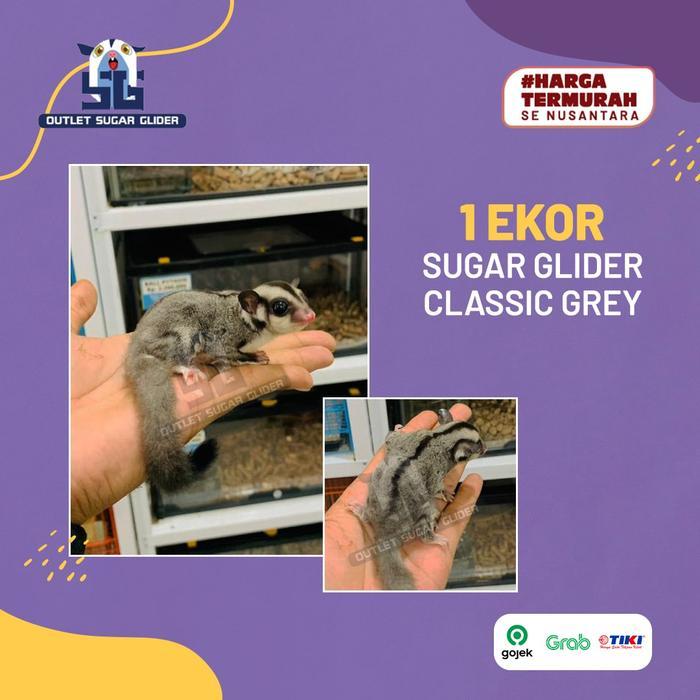 HEWAN SUGAR GLIDER JENIS CLASSIC GREY