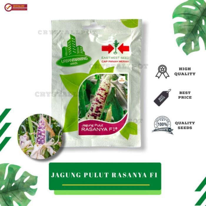 Terlaris Benih Bibit Jagung Pulut Rasanya F1 Cap Panah Merah - Jagung Rasanya -Gratisongkir