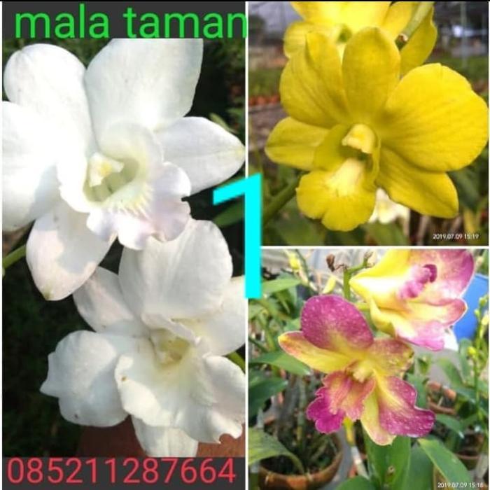 Promo Anggrek Dendrobium(Paketan)