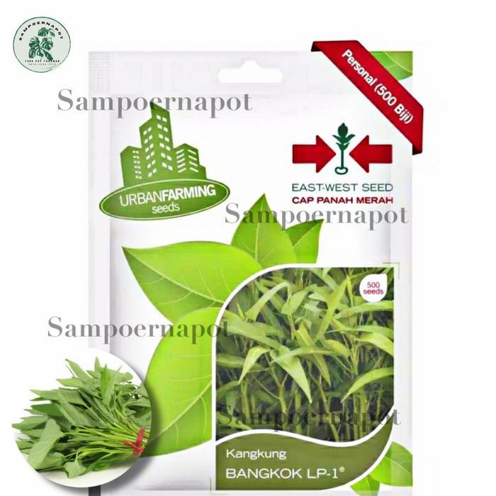 Terlaris! Benih Bibit Kangkung Bangkok Lp Cap Panah Merah - Kangkung Bangkok Lp