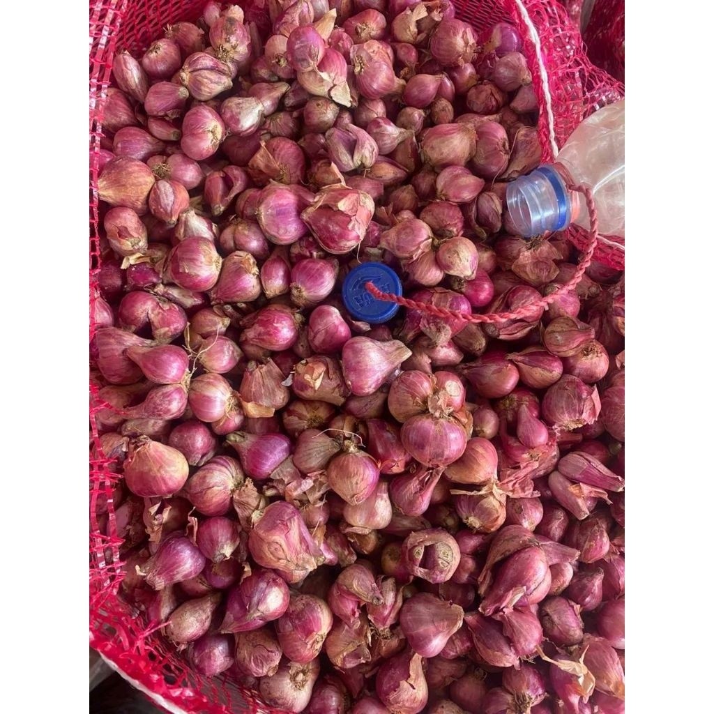 Bawang merah Probolinggo super  murah - Bawang merah super