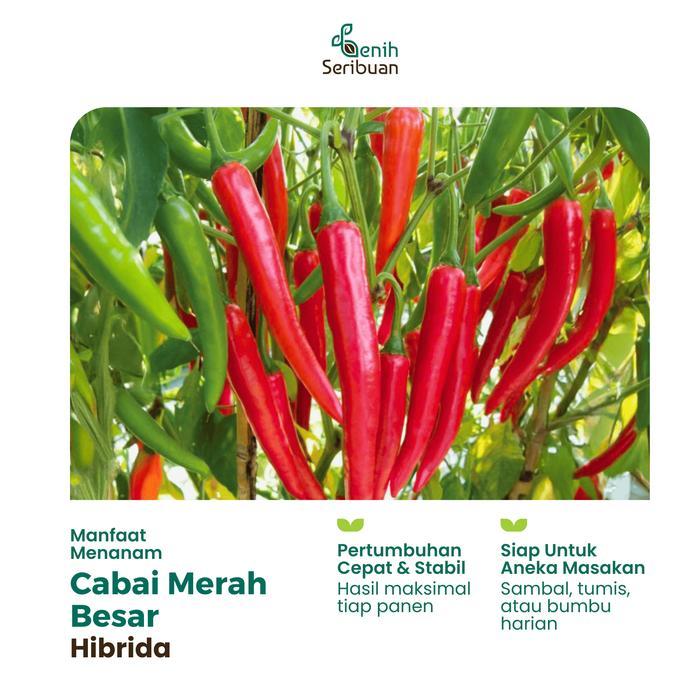 MURAH 5 Benih Cabe Merah Besar Hibrida Darmais Benih Cabai Buah Lebat Besar