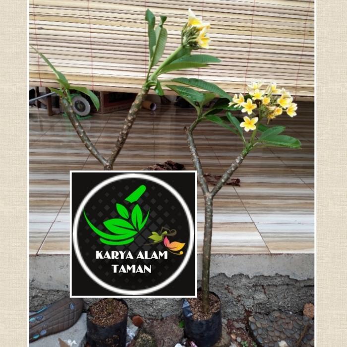 Terlaris Tanaman Hias Kamboja Bali Kuning/Bibit Pohon Kamboja Bali Tinggi 1M -Gratisongkir