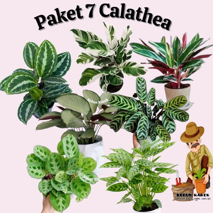 Paket 7 Calathea / Tanaman Calathea / Calathea Silver / Calathea Levonero / Calathea Tissue /