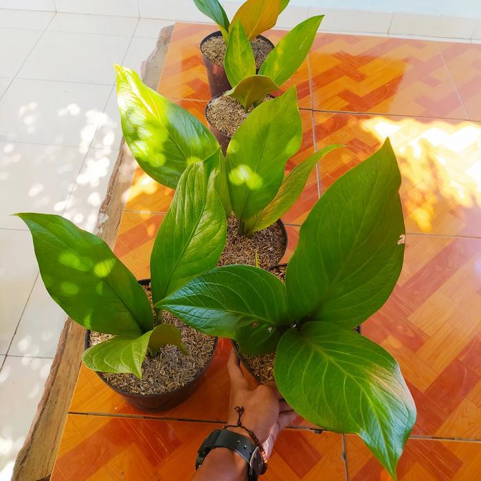 Tanaman Hias Anthurium Jemani Cobra Dewasa - Anthurium Jemani Cobra