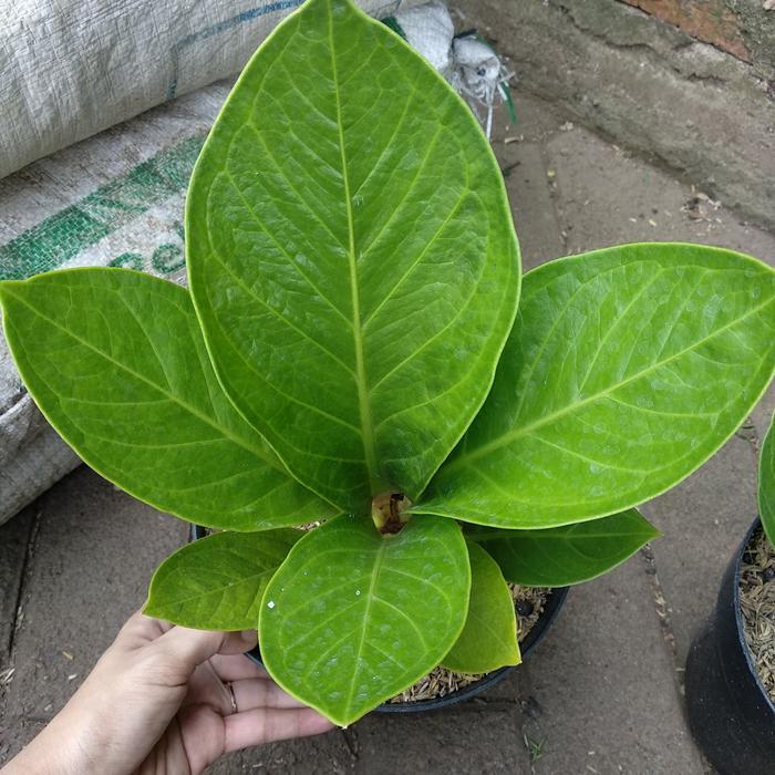 Jemani Kol / Jenmani Kol / Anthurium Jemani kol