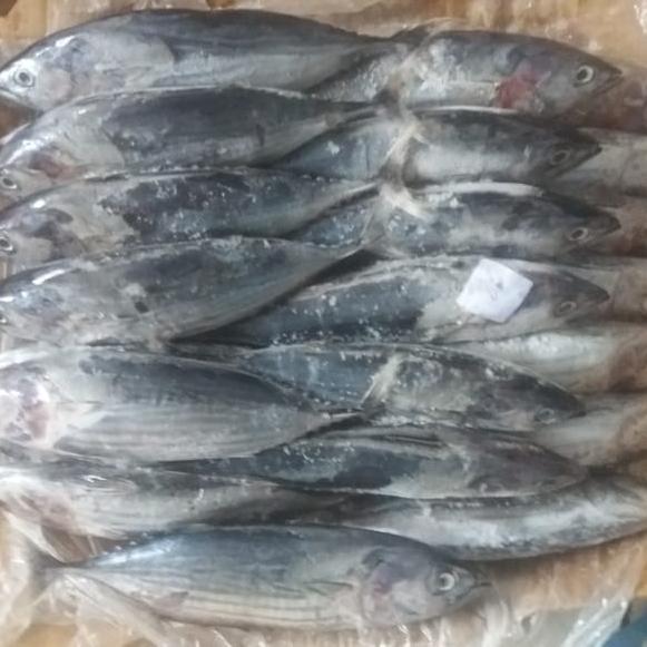 Ikan Cakalang Segar Beku Diskon Sale