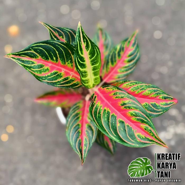 Tanaman hias aglonema red sunset - Aglonema red sunset