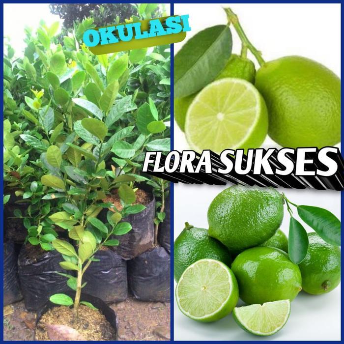 "New" Bibit Tanaman Pohon Jeruk Nipis Bibit Jeruk Nipis Bibit Nipis