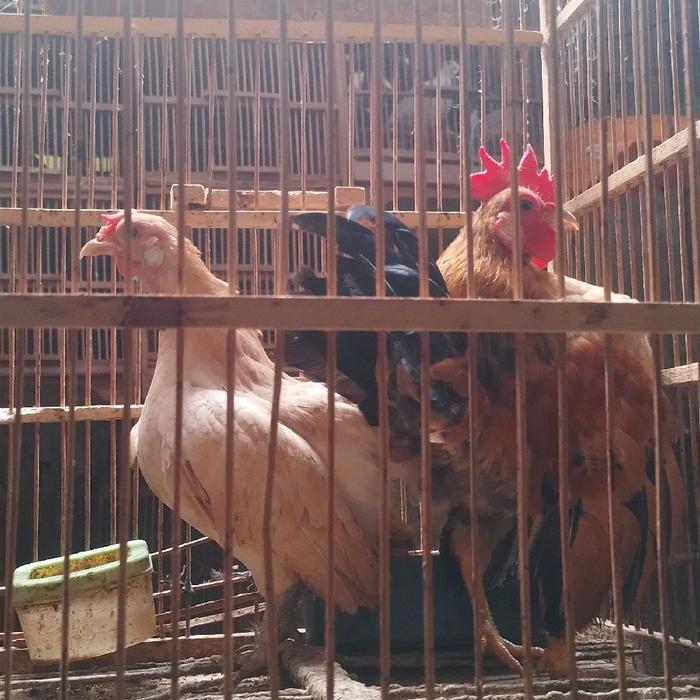 ayam serama sepasang indukan