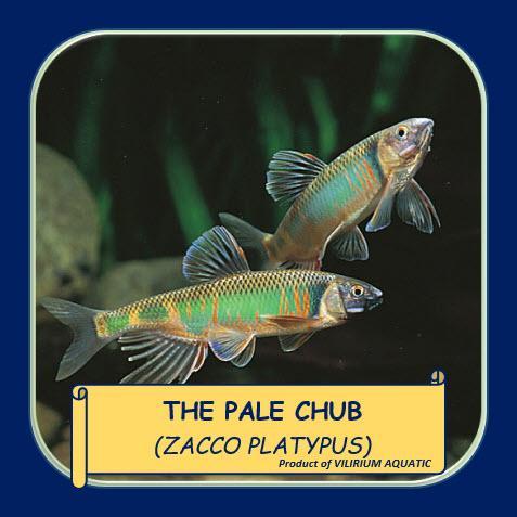 New Ikan Hias Air Tawar - Zacco Platypus / The Pale Chub / Ikan Naga Jepang / The Japanise Dragon