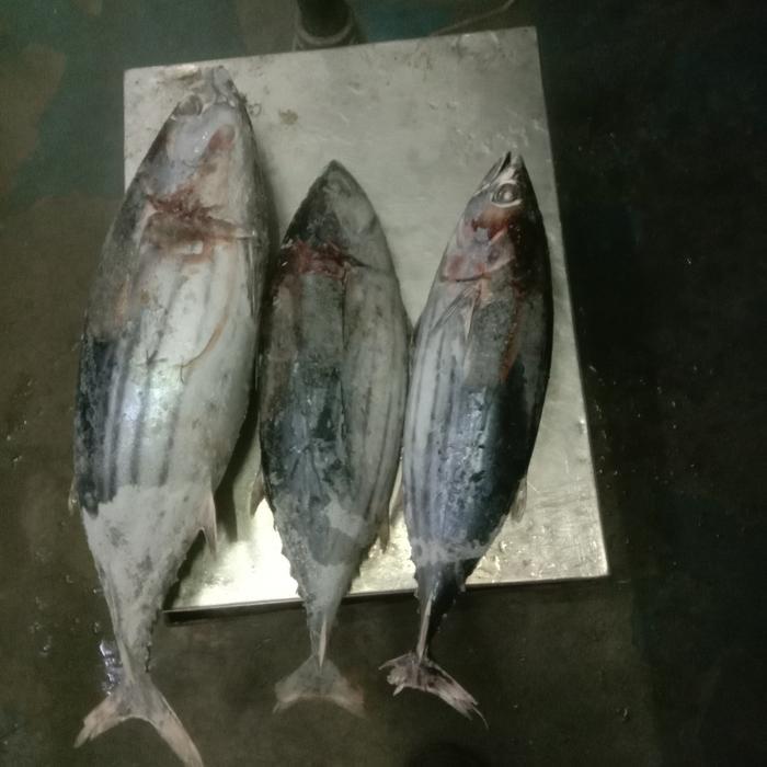Ikan Cakalang Beku Segar Diskon Sale