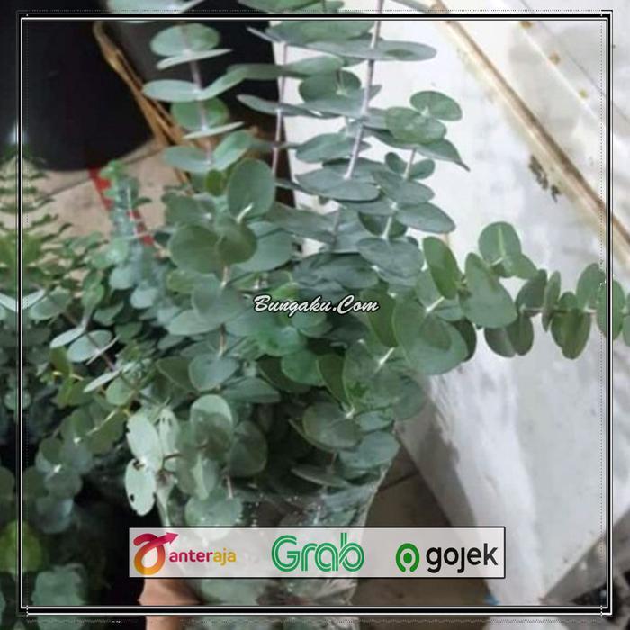 Daun Eucalyptus Segar Silver Dollar Import
