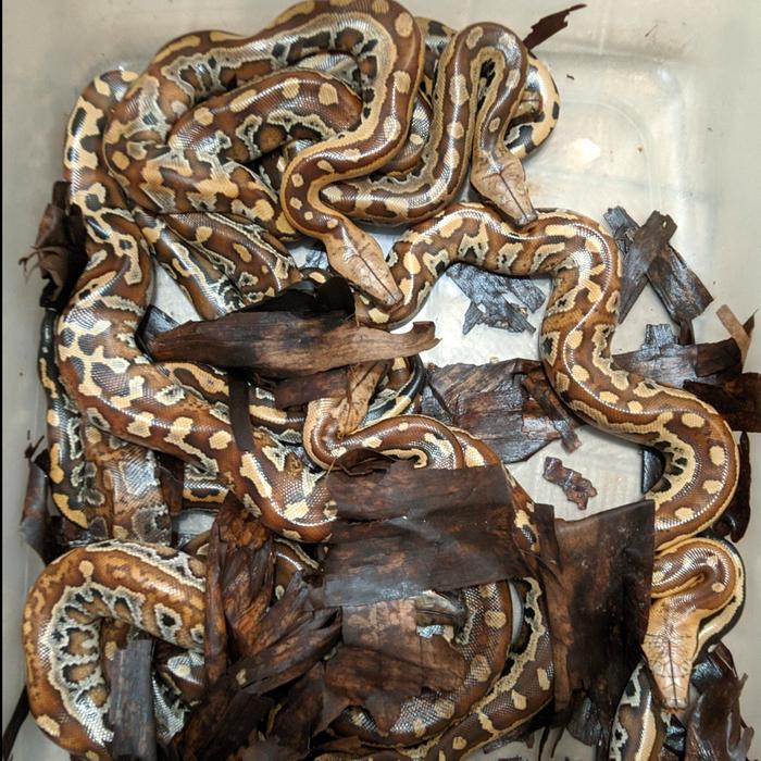 Ular Dipong Blood Python Baby/Baby Up Jinak Murahh Ready