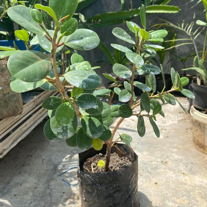 Beringin Bonsai Tanaman Hias Bonsai // Bonsai Pohon Beringin Dolar