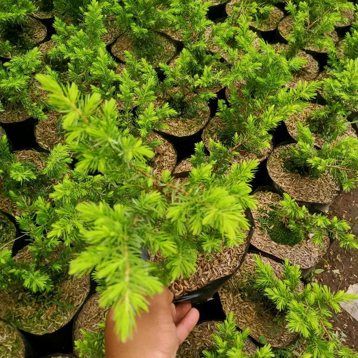 SIAPKIRIM Cemara buaya kuning READY STOCK