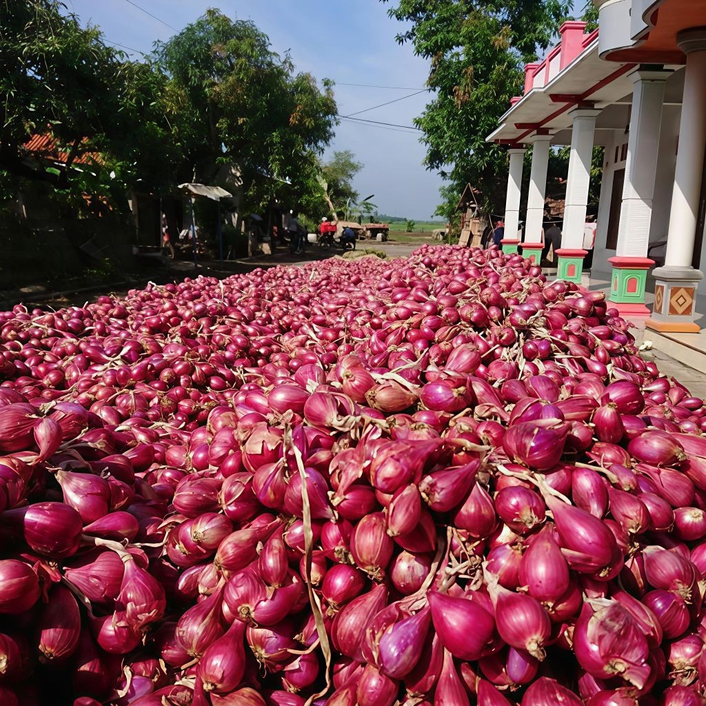 Bawang Merah Murah Bawang Merah Kering Lokal Ukuran Besar