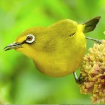 Burung Pleci Dakun Bali Jantan Pilihan #Gratisongkir