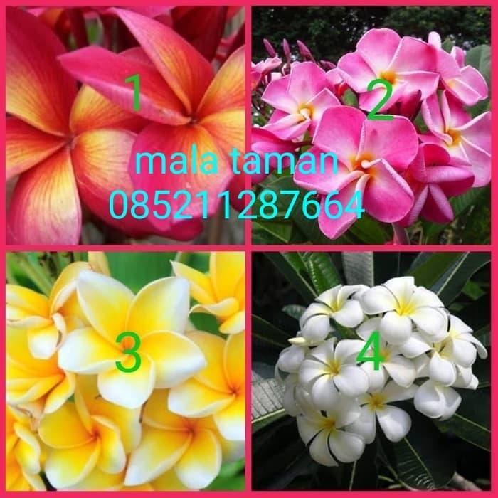 bibit tanaman kamboja bali.
