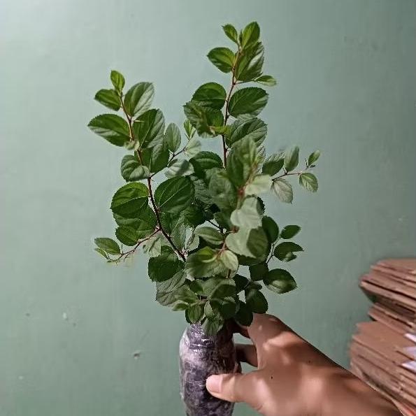 PROMO SPECIAL (BISA COD) TERMURAH Tanaman Bidara Arab Asli Tinggi 35-45'Cm Pohon Bidara Arab /