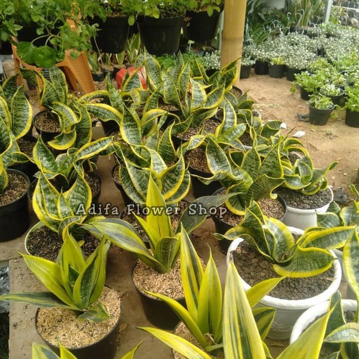 Tanaman Sansivera Twister/Lidah Mertua Twister Inc Pot Putih #Promo
