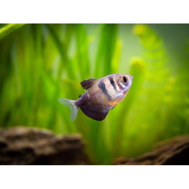 Ready Black Skirt Tetra Ikan Hias Aquarium Aquascape Medan