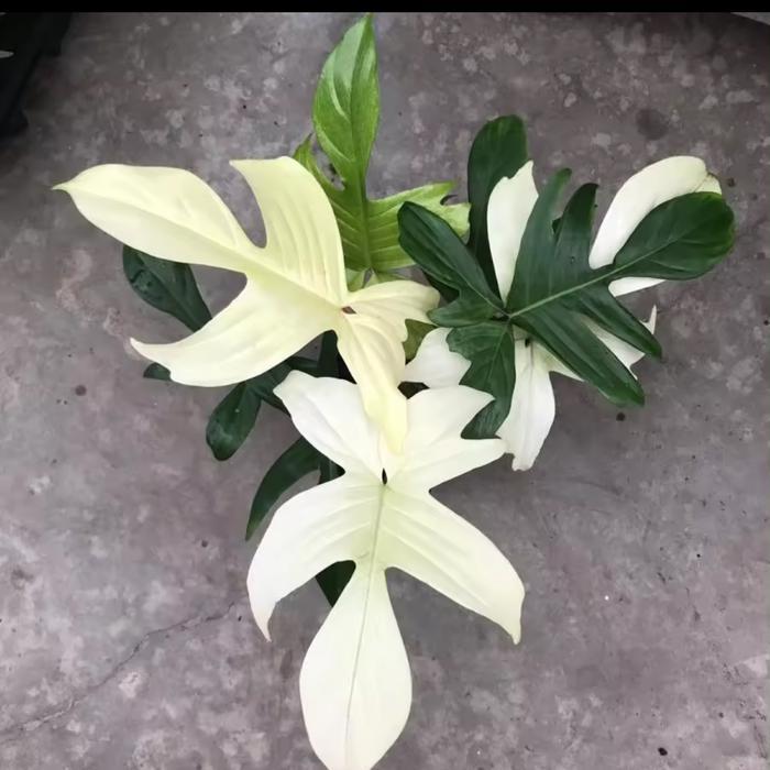 Tanaman Hias Philodendron Florida Ghost Varigata