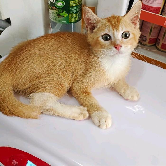 Kitten Jantan Scottish Straight