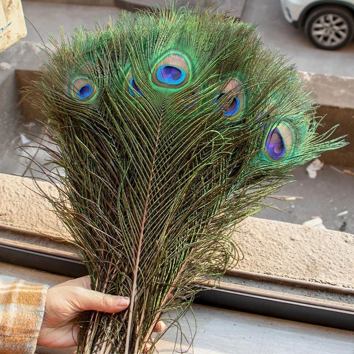 Promo 5Pcs-Bulu Merak Asli / Bulu Burung Merak / Peacock 25-30Cm Termurah