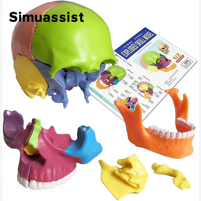 15PCS/SET 4D Disassembled Color Mini Skull Anatomy Model Human Anatomy Skull Puzzle Medical Teaching