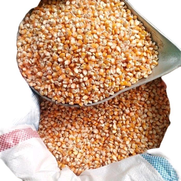 Jagung pipil pakan ternak