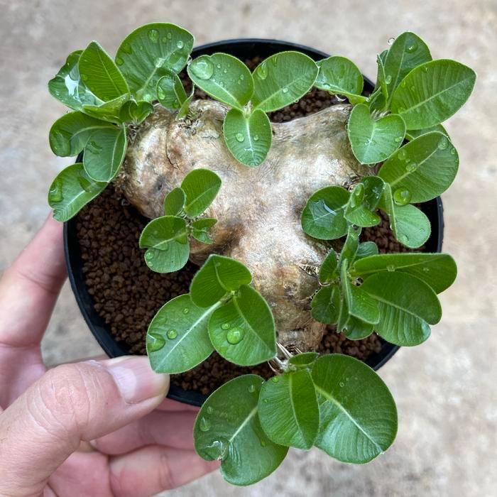 TERLARIS pachypodium brevicaule A